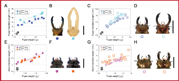 Figure 3．Effects of JH application on GFPRNAi and dsxRNAi individuals.  The relationships between pupal weight and mandible length were described. Sex is indicated by color of symbols (male: blue and light blue, female: pink and orange). Hormone treatments are indicated by shape of symbols (acetone treatment: circle, JH treatment: square). RNAi treatments are distinguished by closed (GFP dsRNA injection) or open (dsx dsRNA injection). Scale bars indicate 10 mm (in males) or 5 mm (in females). X-axes indicate body size and Y-axes indicate mandible length in A, C, E, G.  Females expressing dsx did not show JH-induced mandible overgrowth (E, F). However, in dsx knockdown females, JH treatment induced mandible overgrowth (G, H). In males, JH treatment induced mandible overgrowth regardless of dsx expression (A-D). 